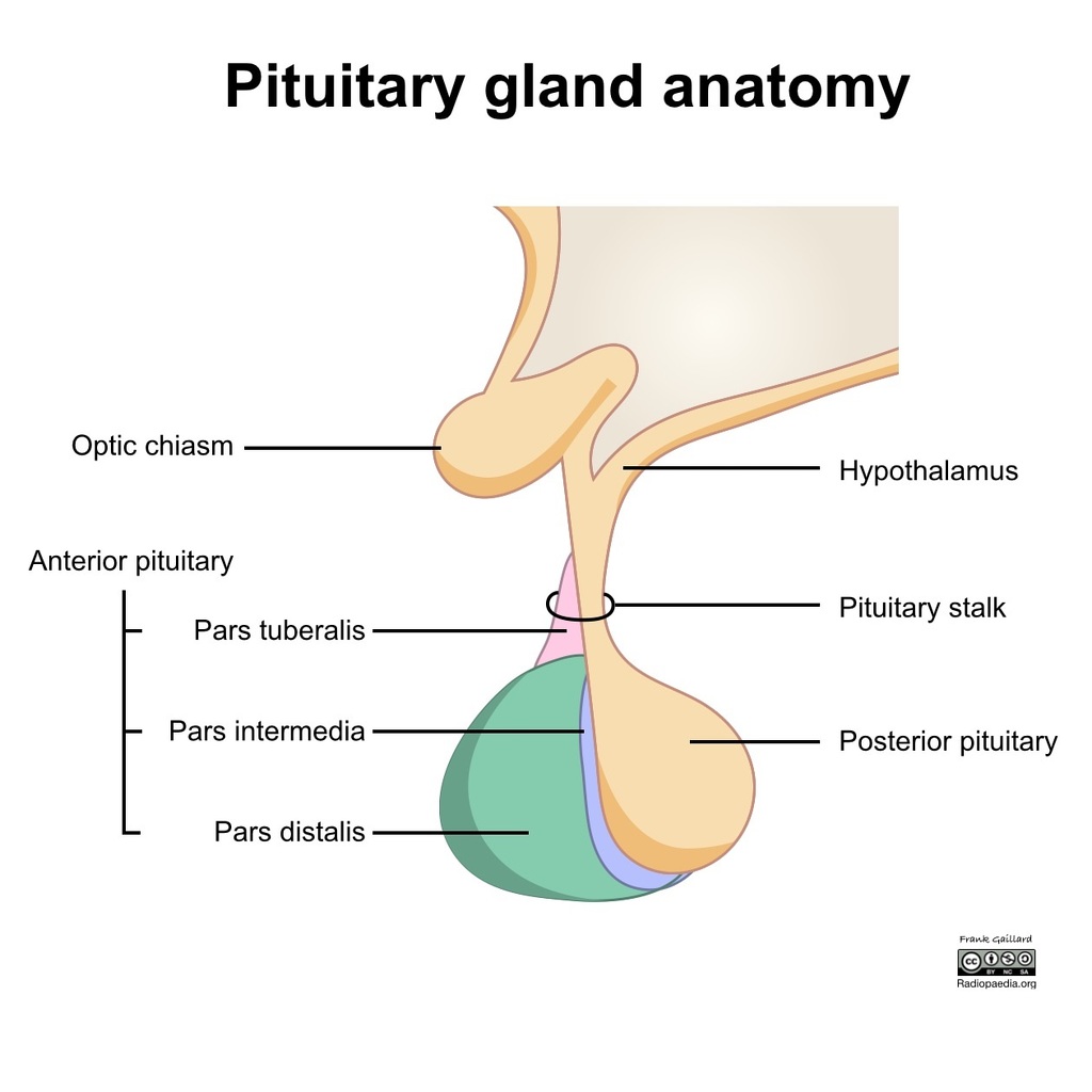 radiopaedia-drawing-anatomy-of-the-pituitary-gland-english-labels